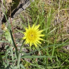 Tragopogon dubius (Goatsbeard) at Mount Mugga Mugga - 21 Nov 2014 by Mike