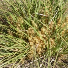 Lomandra multiflora (Many-flowered Matrush) at Mount Mugga Mugga - 21 Nov 2014 by Mike