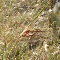 Themeda triandra (Kangaroo Grass) at Symonston, ACT - 21 Nov 2014 by Mike