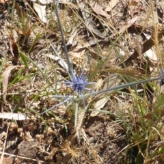 Eryngium ovinum (Blue Devil) at Mount Mugga Mugga - 21 Nov 2014 by Mike