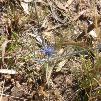 Eryngium ovinum (Blue Devil) at Symonston, ACT - 22 Nov 2014 by Mike