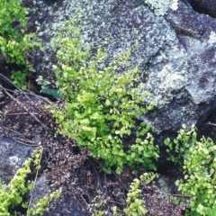 Adiantum aethiopicum (Common Maidenhair Fern) at Conder, ACT - 9 Nov 2000 by MichaelBedingfield