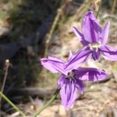 Arthropodium fimbriatum (Nodding Chocolate Lily) at Wanniassa Hill - 18 Nov 2014 by Mike