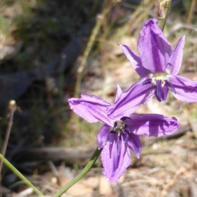 Arthropodium fimbriatum (Nodding Chocolate Lily) at Wanniassa Hill - 18 Nov 2014 by Mike