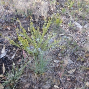 Pimelea curviflora at Jerrabomberra, ACT - 18 Nov 2014 07:42 AM