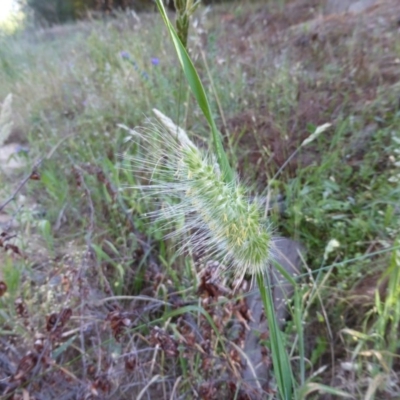 Cynosurus echinatus (Rough Dog's Tail Grass) at Isaacs Ridge and Nearby - 17 Nov 2014 by Mike