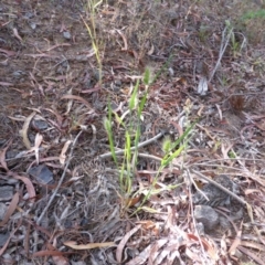 Cynosurus echinatus at Isaacs, ACT - 18 Nov 2014