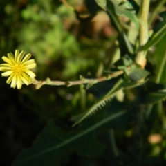 Lactuca serriola f. serriola (Prickly Lettuce) at Fadden, ACT - 7 Feb 2015 by RyuCallaway