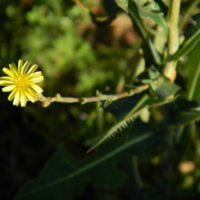 Lactuca serriola f. serriola (Prickly Lettuce) at Fadden, ACT - 8 Feb 2015 by ArcherCallaway
