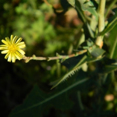 Lactuca serriola f. serriola (Prickly Lettuce) at Wanniassa Hill - 7 Feb 2015 by RyuCallaway