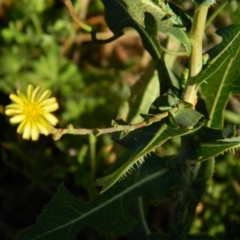 Lactuca serriola f. serriola at Fadden, ACT - 8 Feb 2015 08:05 AM