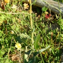 Lactuca serriola f. serriola at Fadden, ACT - 8 Feb 2015 08:05 AM