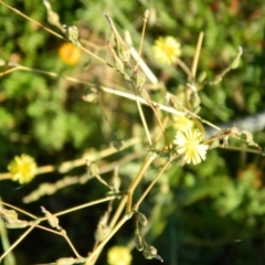 Lactuca serriola f. serriola at Fadden, ACT - 8 Feb 2015 08:05 AM