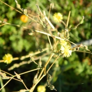 Lactuca serriola f. serriola at Fadden, ACT - 8 Feb 2015 08:05 AM