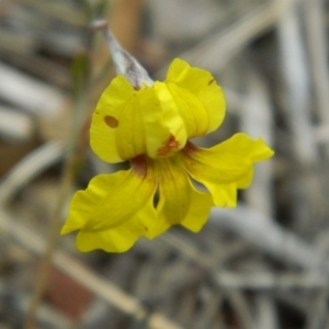 Goodenia hederacea at Wanniassa Hill - 20 Jan 2015