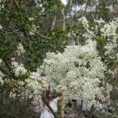 Bursaria spinosa (Native Blackthorn, Sweet Bursaria) at Wanniassa Hill - 19 Jan 2015 by RyuCallaway