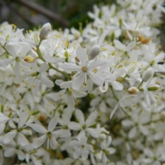 Bursaria spinosa at Wanniassa Hill - 20 Jan 2015