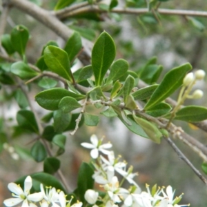 Bursaria spinosa at Wanniassa Hill - 20 Jan 2015