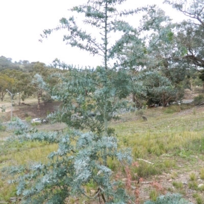 Acacia baileyana (Cootamundra Wattle, Golden Mimosa) at Wanniassa Hill - 19 Jan 2015 by RyuCallaway