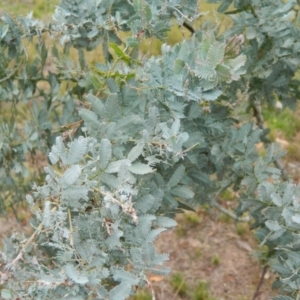 Acacia baileyana at Wanniassa Hill - 20 Jan 2015