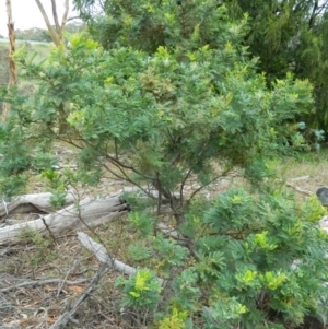 Acacia baileyana at Wanniassa Hill - 20 Jan 2015