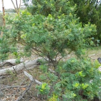 Acacia baileyana (Cootamundra Wattle, Golden Mimosa) at Wanniassa Hill - 19 Jan 2015 by RyuCallaway