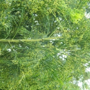 Exocarpos cupressiformis at Wanniassa Hill - 20 Jan 2015 07:58 AM