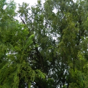 Exocarpos cupressiformis at Wanniassa Hill - 20 Jan 2015 07:58 AM