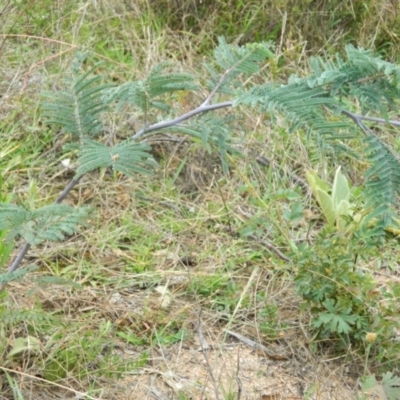 Acacia dealbata (Silver Wattle) at Wanniassa Hill - 19 Jan 2015 by RyuCallaway