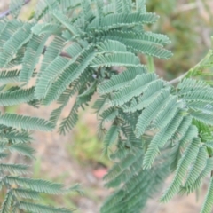 Acacia dealbata at Wanniassa Hill - 20 Jan 2015 07:55 AM