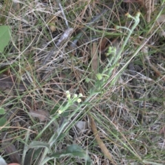 Hackelia suaveolens (Sweet Hounds Tongue) at Majura, ACT - 14 Feb 2015 by SilkeSma