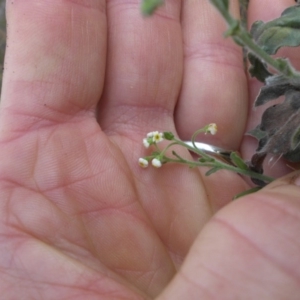 Hackelia suaveolens at Majura, ACT - 14 Feb 2015