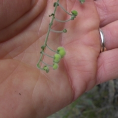 Hackelia suaveolens at Majura, ACT - 14 Feb 2015 08:15 AM