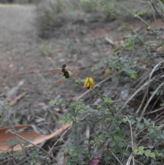 Bossiaea buxifolia (Matted Bossiaea) at Majura, ACT - 14 Feb 2015 by SilkeSma