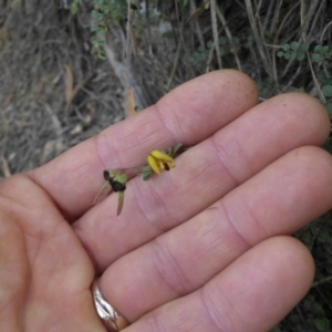 Bossiaea buxifolia at Majura, ACT - 14 Feb 2015
