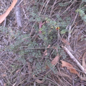 Bossiaea buxifolia at Majura, ACT - 14 Feb 2015