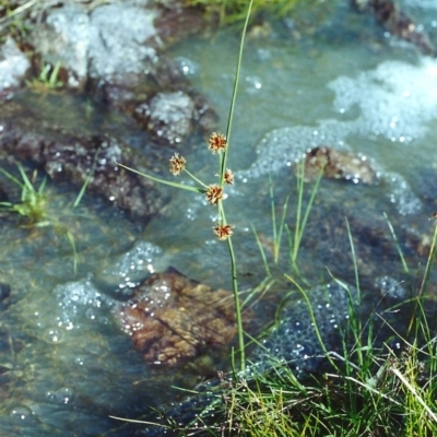 Cyperus lhotskyanus (A Sedge) at Conder, ACT - 23 Nov 2000 by MichaelBedingfield