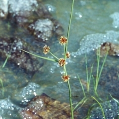 Cyperus lhotskyanus at Conder, ACT - 23 Nov 2000