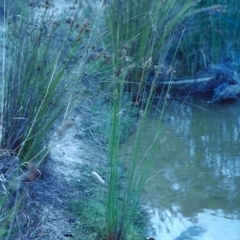 Juncus usitatus (Common Rush) at Conder Ponds & stormwater drain - 2 Feb 2001 by michaelb