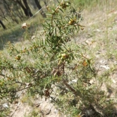 Acacia ulicifolia (Prickly Moses) at Isaacs Ridge and Nearby - 11 Feb 2015 by MichaelMulvaney