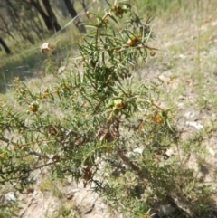 Acacia ulicifolia (Prickly Moses) at Isaacs Ridge Offset Area - 11 Feb 2015 by MichaelMulvaney