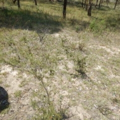 Acacia ulicifolia at Jerrabomberra, ACT - 11 Feb 2015