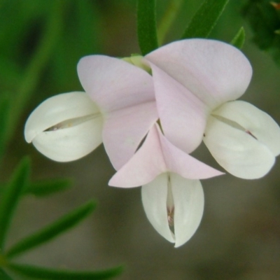 Lotus australis (Austral Trefoil) at Kowen, ACT - 3 Feb 2015 by julielindner