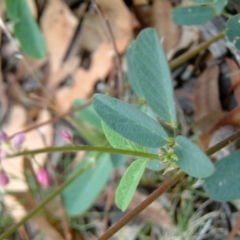 Oxytes brachypoda (Large Tick-trefoil) at Kowen, ACT - 3 Feb 2015 by julielindner