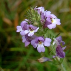 Euphrasia caudata (Tailed Eyebright) at Namadgi National Park - 11 Feb 2015 by julielindner