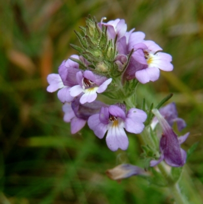 Euphrasia caudata (Tailed Eyebright) at Tennent, ACT - 11 Feb 2015 by julielindner