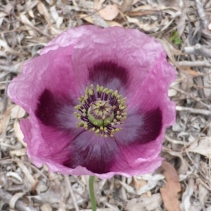 Papaver somniferum at Jerrabomberra, ACT - 22 Oct 2014