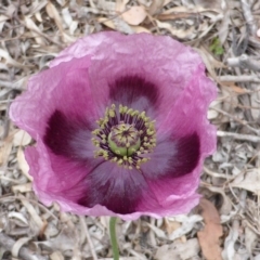 Papaver somniferum (Opium Poppy) at Jerrabomberra, ACT - 21 Oct 2014 by Mike