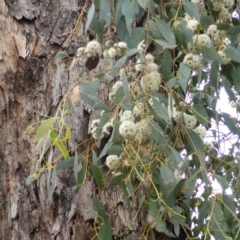 Eucalyptus nortonii (Large-flowered Bundy) at Mount Mugga Mugga - 21 Oct 2014 by Mike