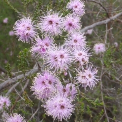 Kunzea parvifolia (Violet Kunzea) at Mount Mugga Mugga - 21 Oct 2014 by Mike